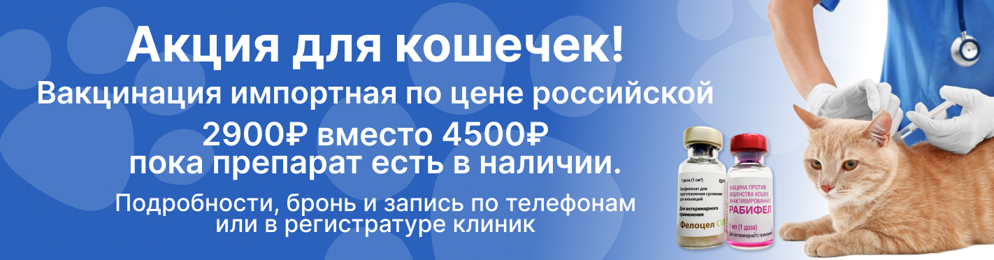 Акция для кошечек